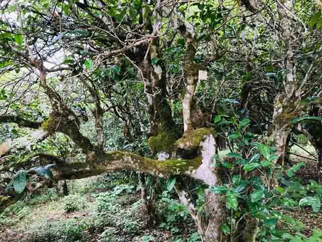 润贡峰味2023龙润茶景迈山熟茶