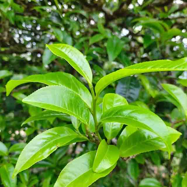 山雨树普洱茶品牌