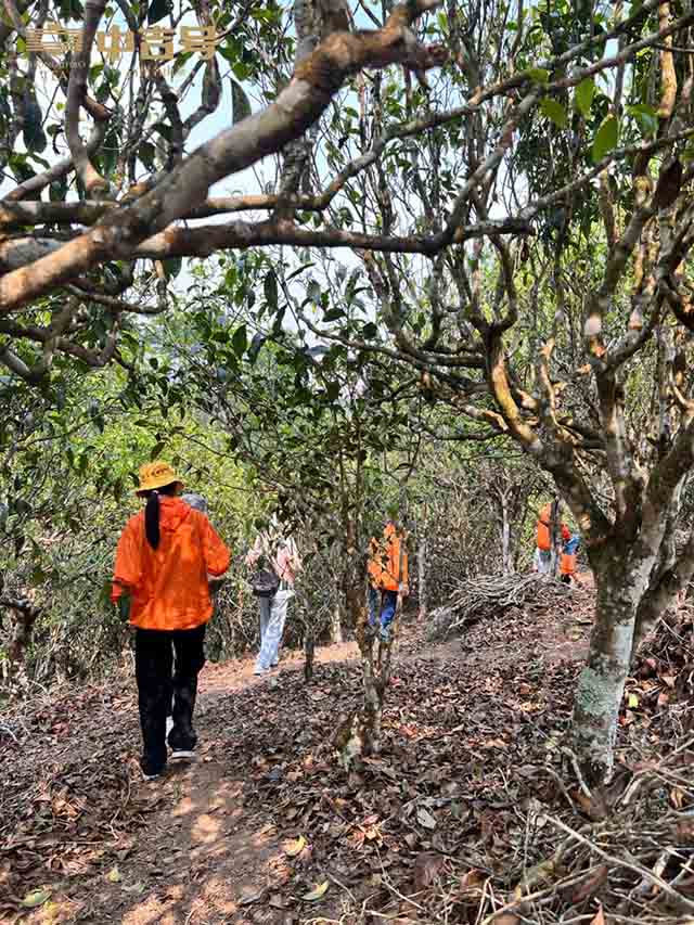 中吉号吉遇茶山行探寻之旅