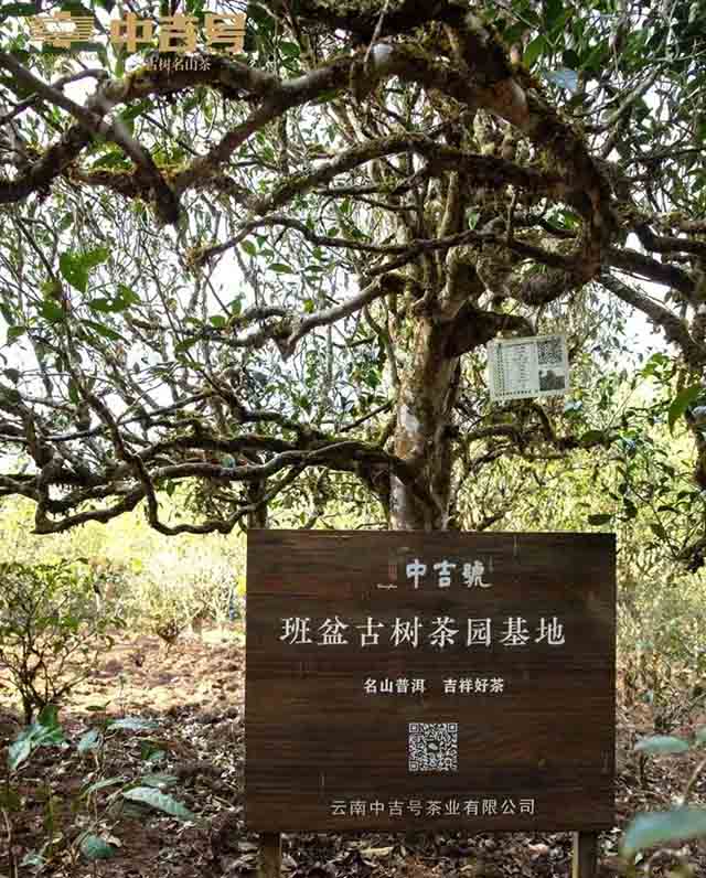 中吉号吉遇茶山行探寻之旅