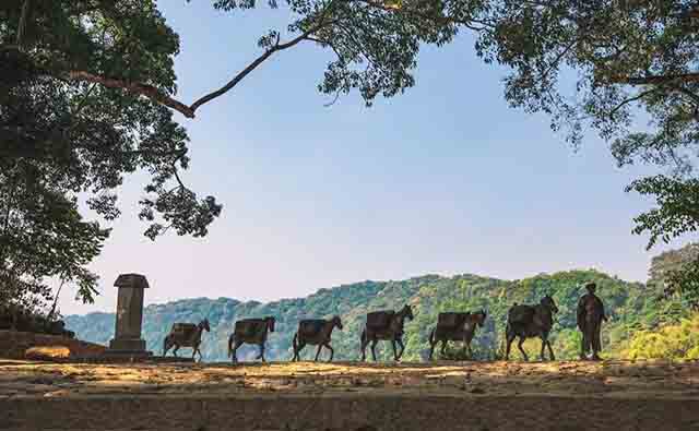 2023龙润茶易武丁家寨普洱茶品质特点