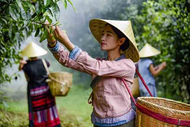 2023龙润茶易武丁家寨普洱茶品质特点