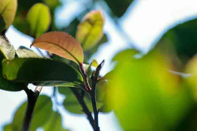 海湾茶业2023入山里春茶纪实章朗普洱茶