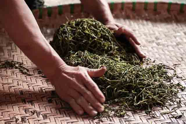 海湾茶业2023入山里春茶纪实章朗普洱茶