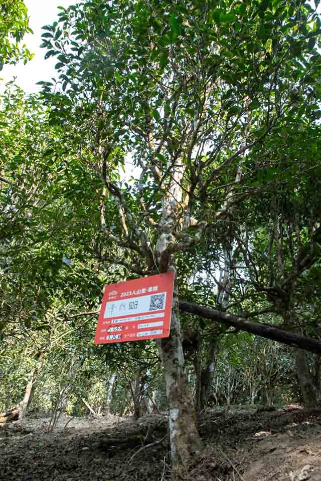 海湾茶业2023入山里春茶纪实章朗普洱茶