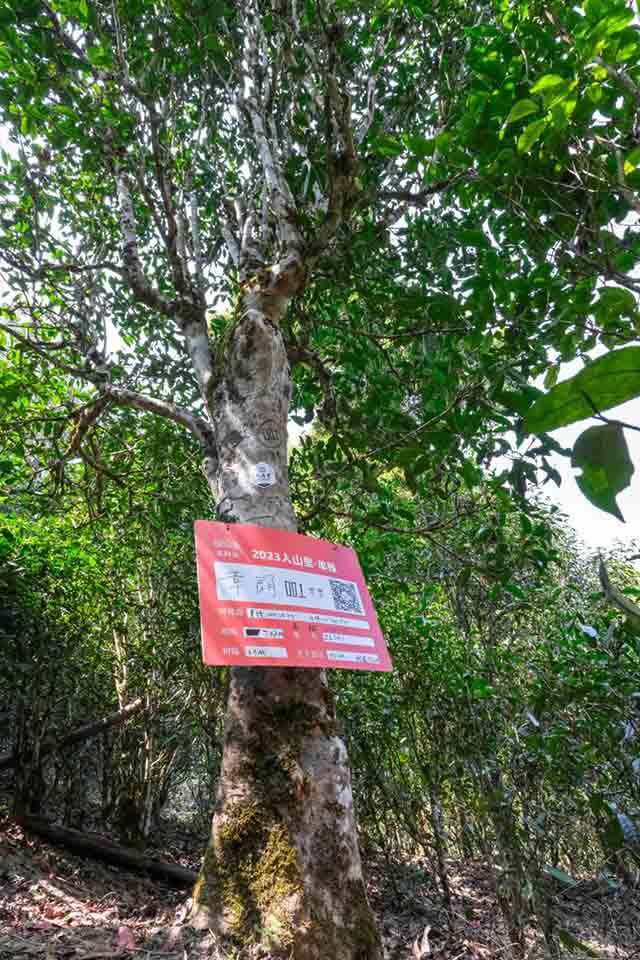 海湾茶业2023入山里春茶纪实章朗普洱茶
