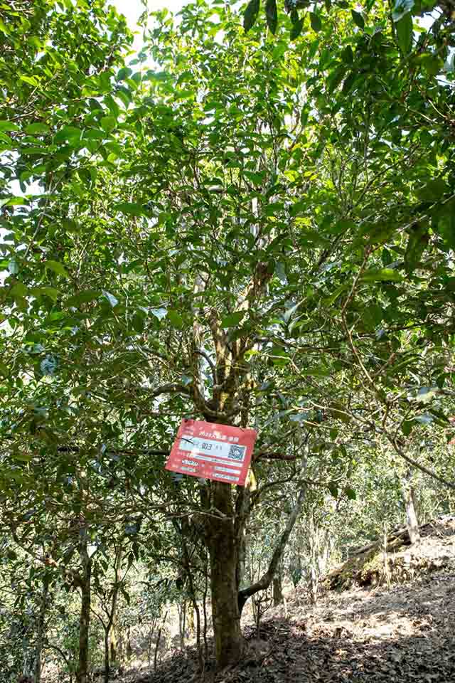 海湾茶业2023入山里春茶纪实章朗普洱茶