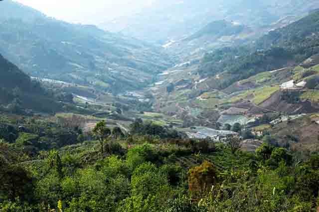 海湾茶业2023入山里春茶纪实章朗普洱茶