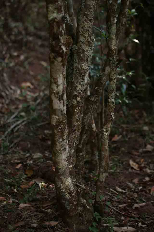 南板古茶树