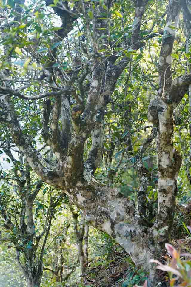 南板古茶园茶山实拍