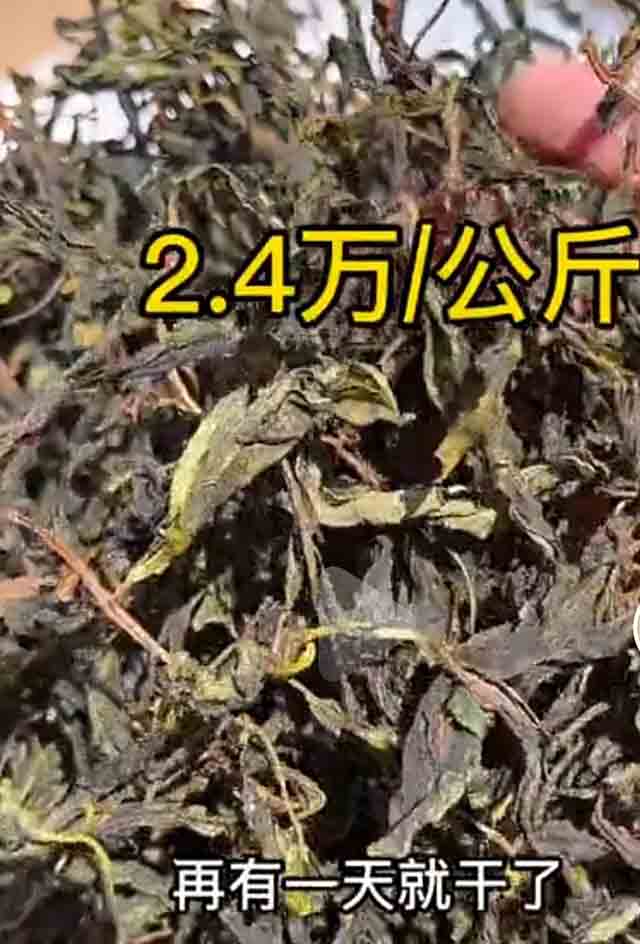 普洱茶