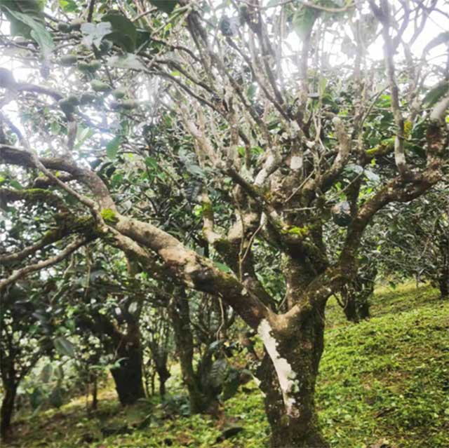 中茶茗山标准样晒青茶品质特点