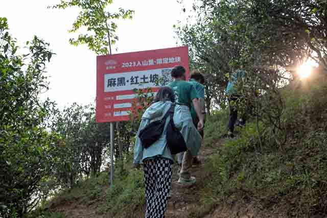 海湾茶业入山里易武麻黑红土坡臻选单株开采