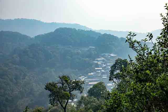 海湾茶业入山里易武麻黑红土坡臻选单株开采