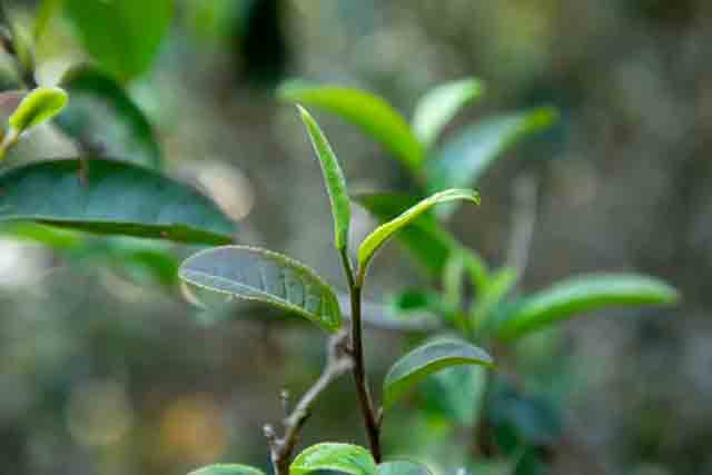 海湾茶业入山里易武麻黑红土坡臻选单株开采