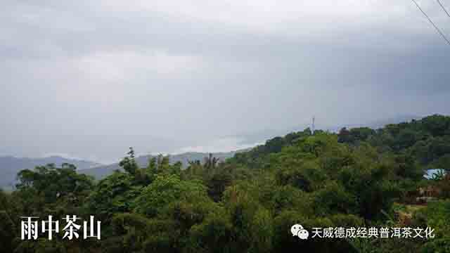 谷雨养生茶饮杂谈