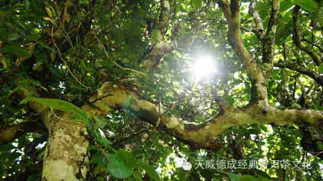 谷雨养生茶饮杂谈