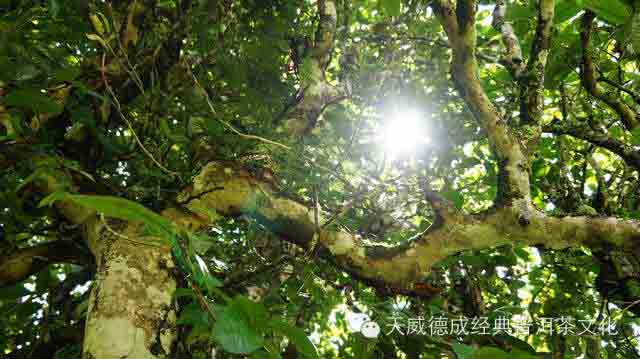 谷雨养生茶饮杂谈