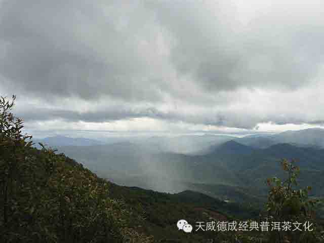 谷雨养生茶饮杂谈