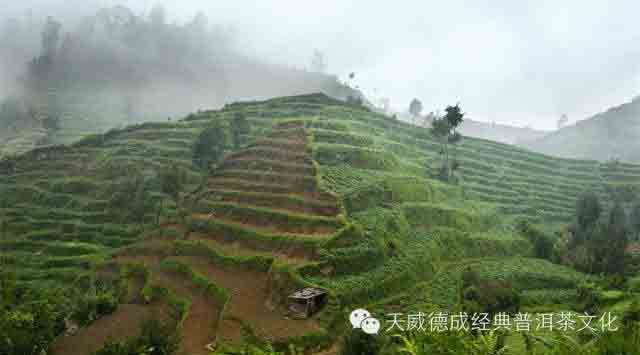 谷雨养生茶饮杂谈