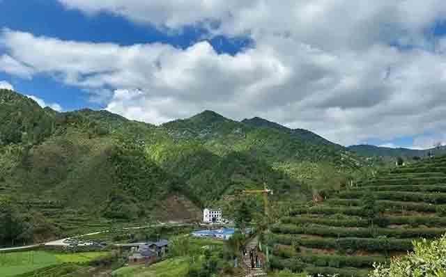 数智官坑茶旅小镇风景宜人