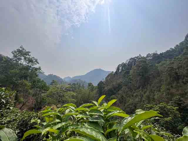 龙润茶易武刮风寨丁家寨茶山行