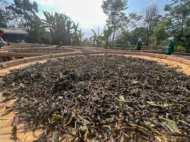 龙润茶易武刮风寨丁家寨茶山行