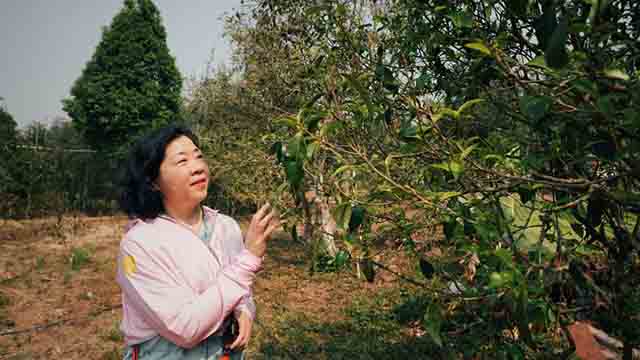 普洱杂志第十一届茶山行第二站皇家贡茶困鹿山,