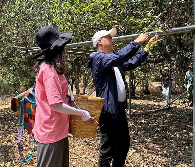 2023年中国茶馆办云南秘书处茶山行