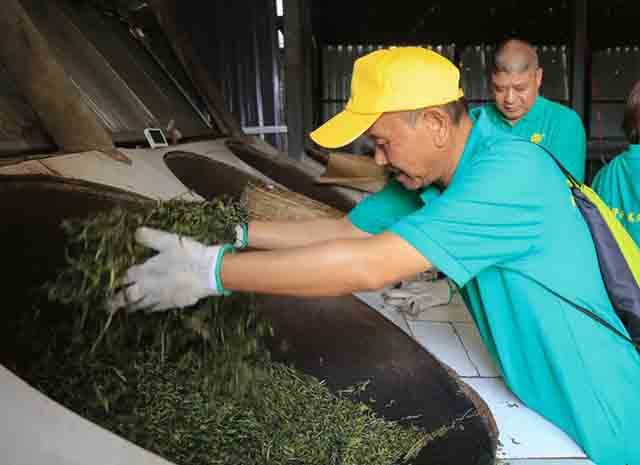 龙润茶2023茶山行南糯山古茶