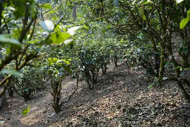 龙润茶2023茶山行南糯山古茶