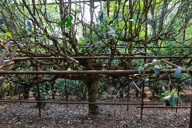 龙润茶2023茶山行南糯山古茶