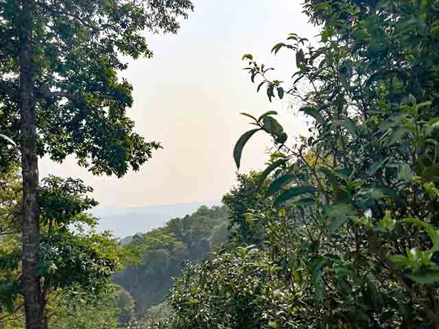 龙润茶2023茶山行南糯山古茶