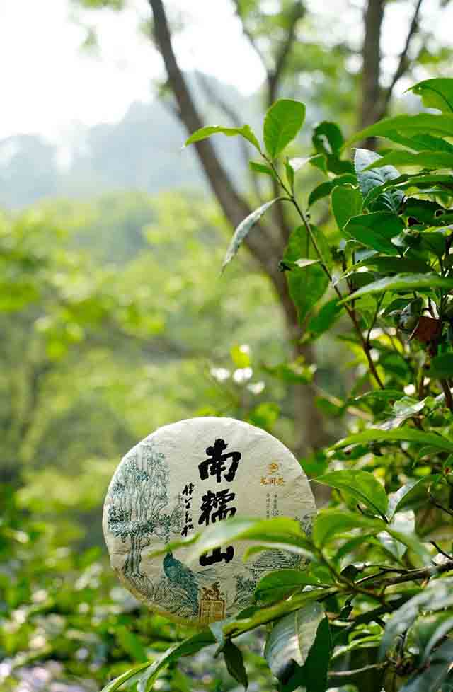 龙润茶2023茶山行南糯山古茶