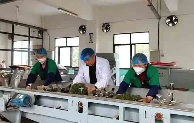 湖南千秋界茶业有限公司董事长邓卢山正在制茶车间与工人们加工名优緑茶千秋龙芽