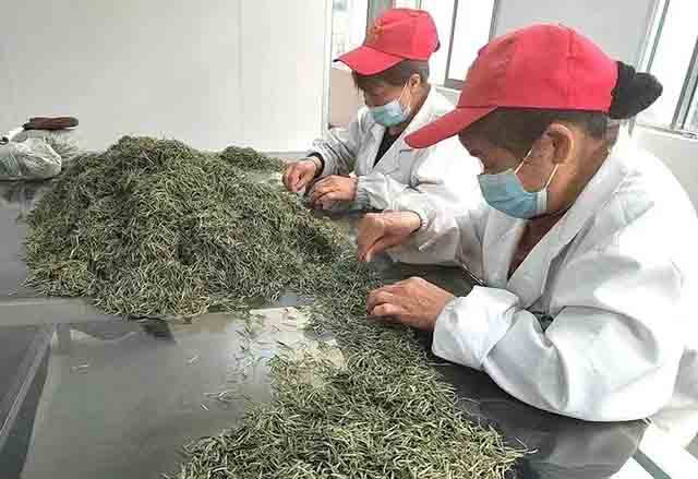 湖南省褒家冲茶场有限公司精致加工车间的制茶师们正在仔细挑选形似针的安化松针