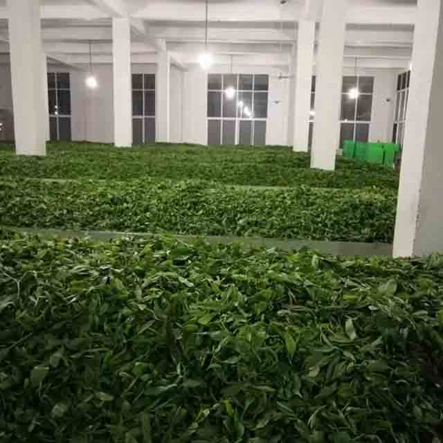 昌宁龙润茶业CTC生产线