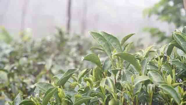 雨中生机勃勃的松溪茶园