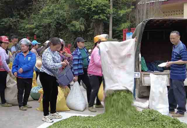 正在排队交易茶青的茶农