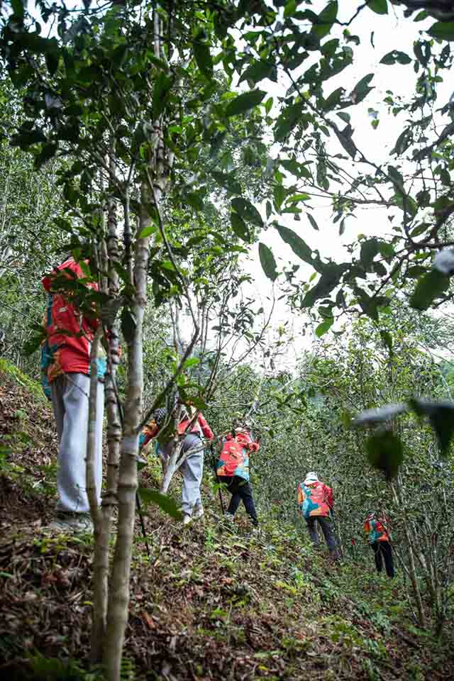 双陈普洱2023第二场悦普会茶山游学之旅