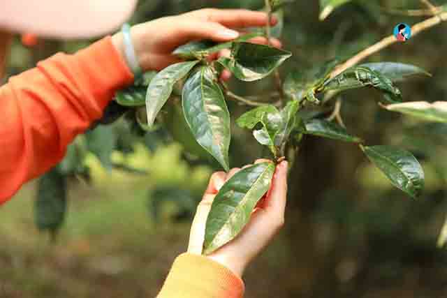 南茗佳人普洱茶