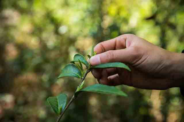 龙润茶普洱茶