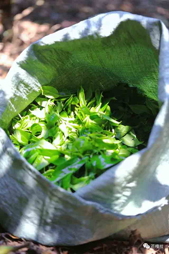 芒嘎拉春茶