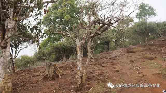 上图所示为因生态遭破坏而死亡的古茶树