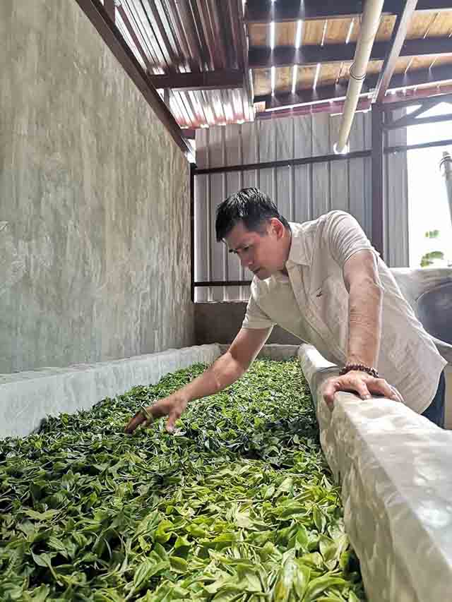 天威德成云集生茶普洱茶品质特点