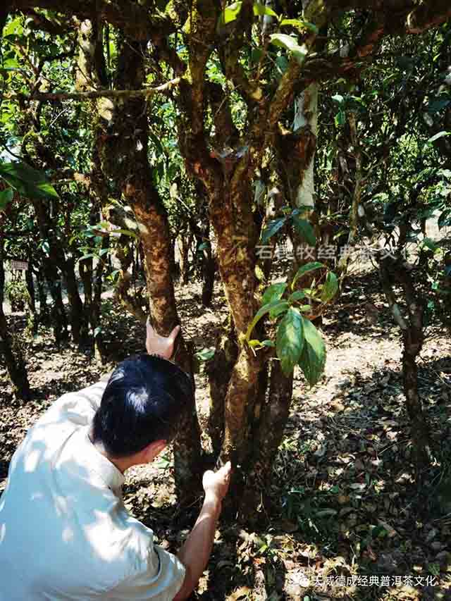 版纳茶山行