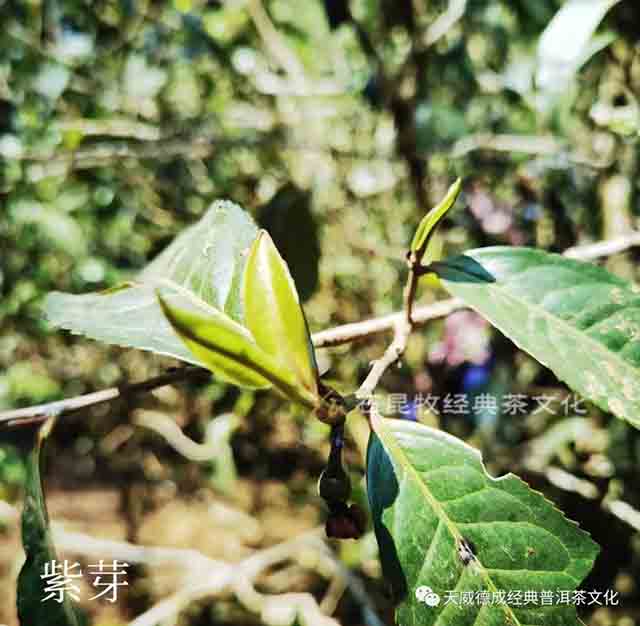 版纳茶山行