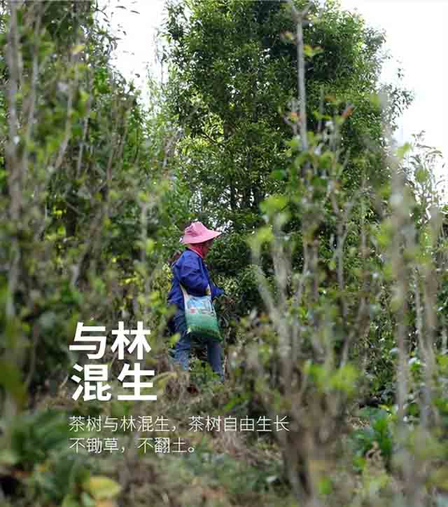 荣瑞祥2023年永德大雪山春茶