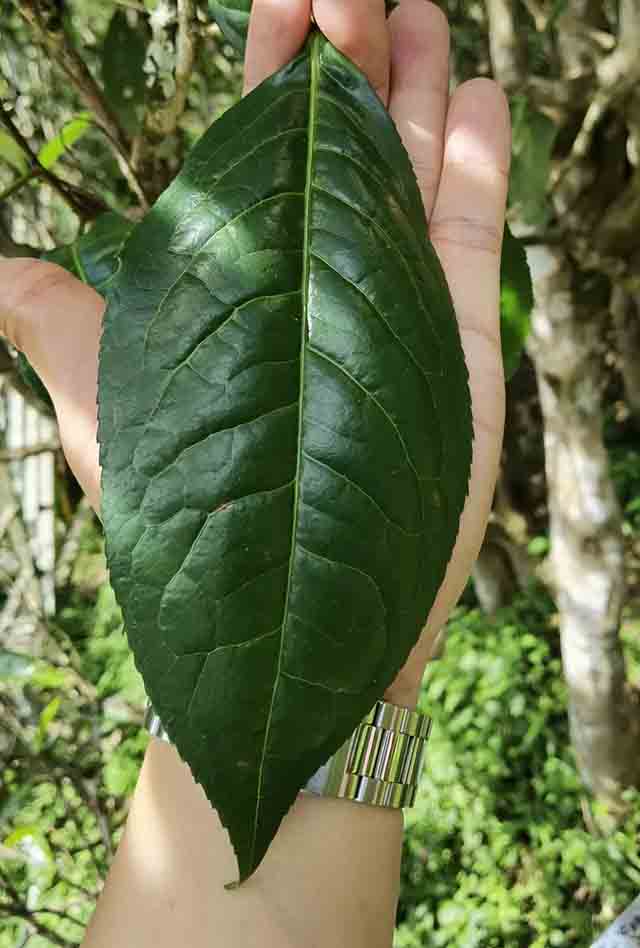 八角亭轩辕印级四星普洱茶品质特点