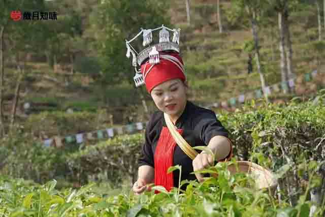 岁月知味品质亮相勐腊贡茶文化节暨易武第十一届斗茶大会